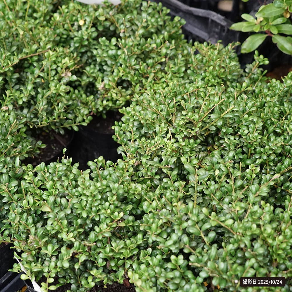 イヌツゲ マメツゲ 1