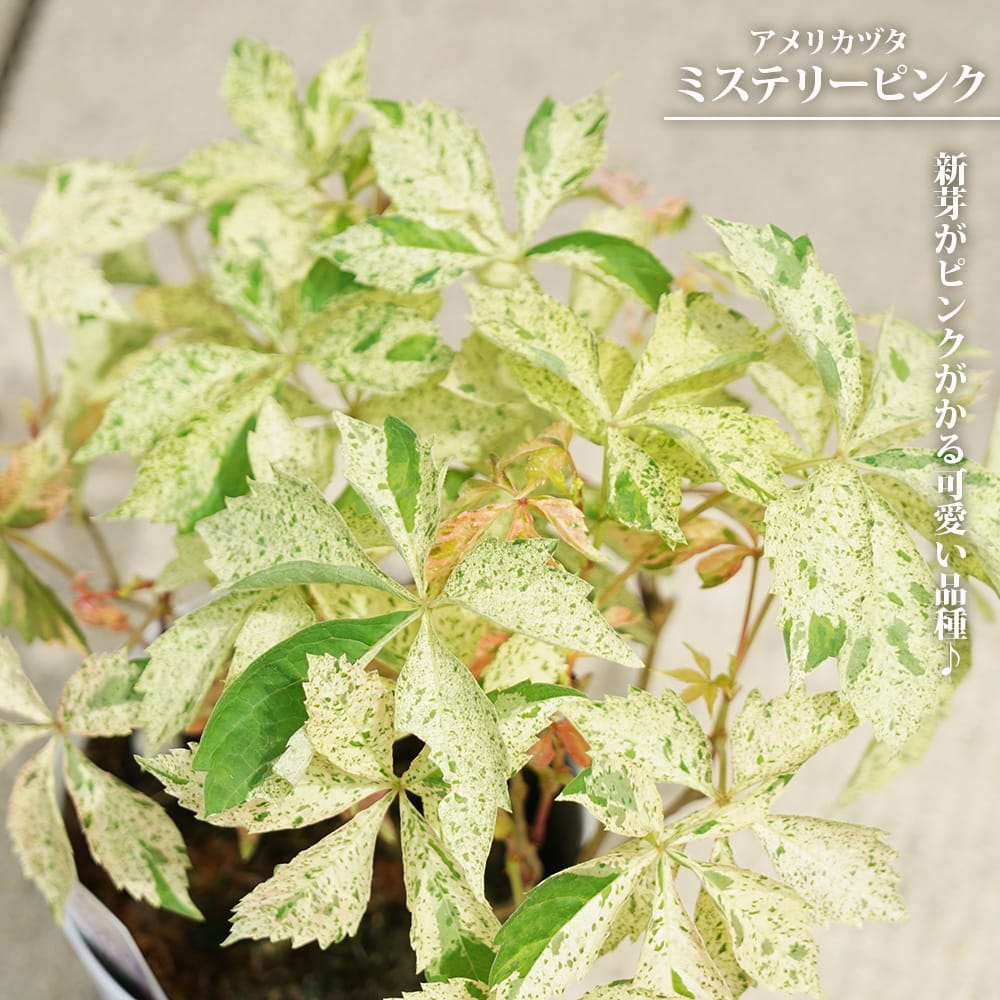 アフリガヅタ  ミステリーピンク 