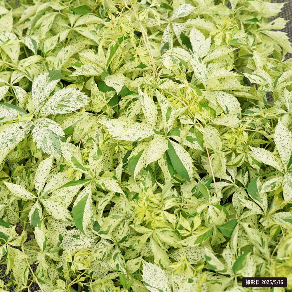 アフリガヅタ  斑入り 1