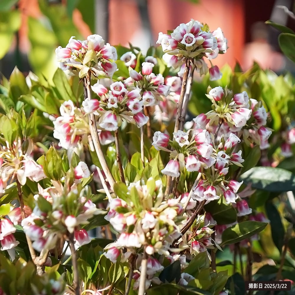 ツツジ ピンクシャンデリア 苗 通販 苗木部 By 花ひろばオンライン