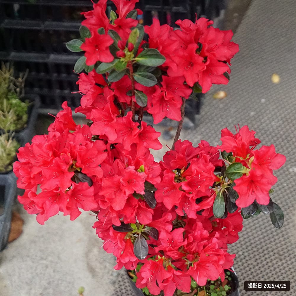 ツツジ 筑紫紅 2