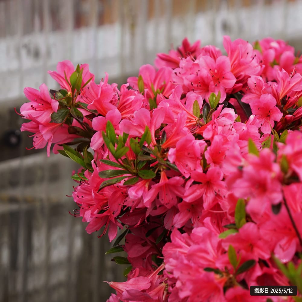 ツツジ 筑紫紅 1