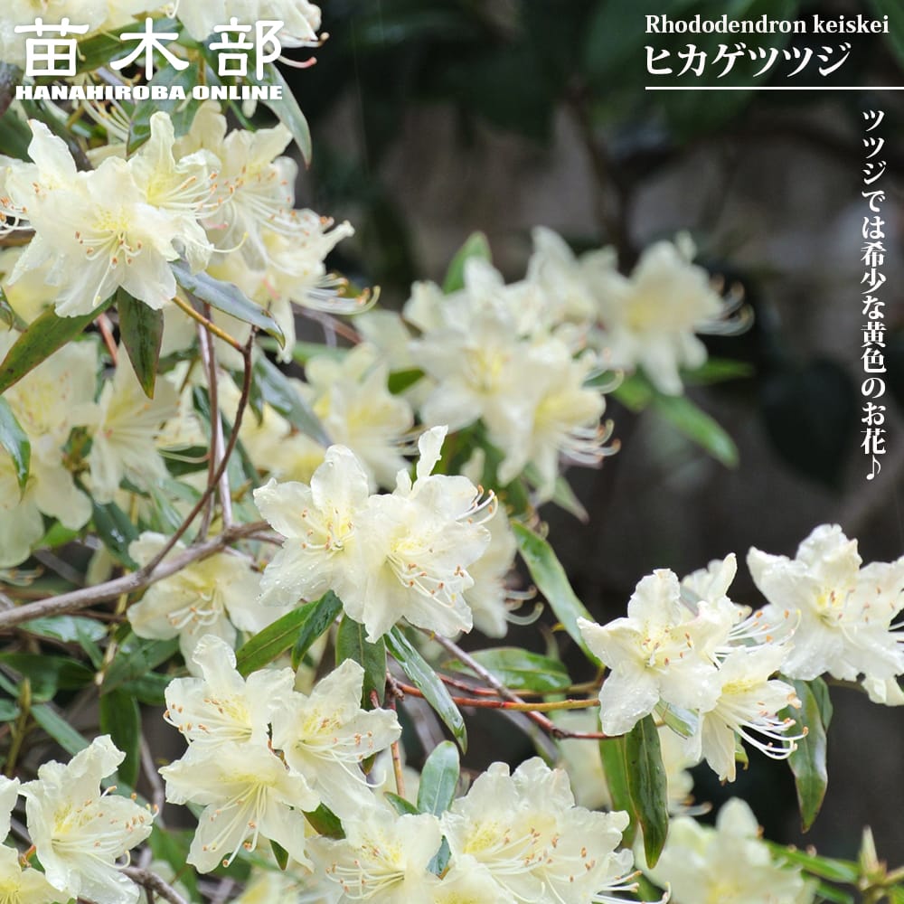 ツツジ ヒカゲツツジ 1