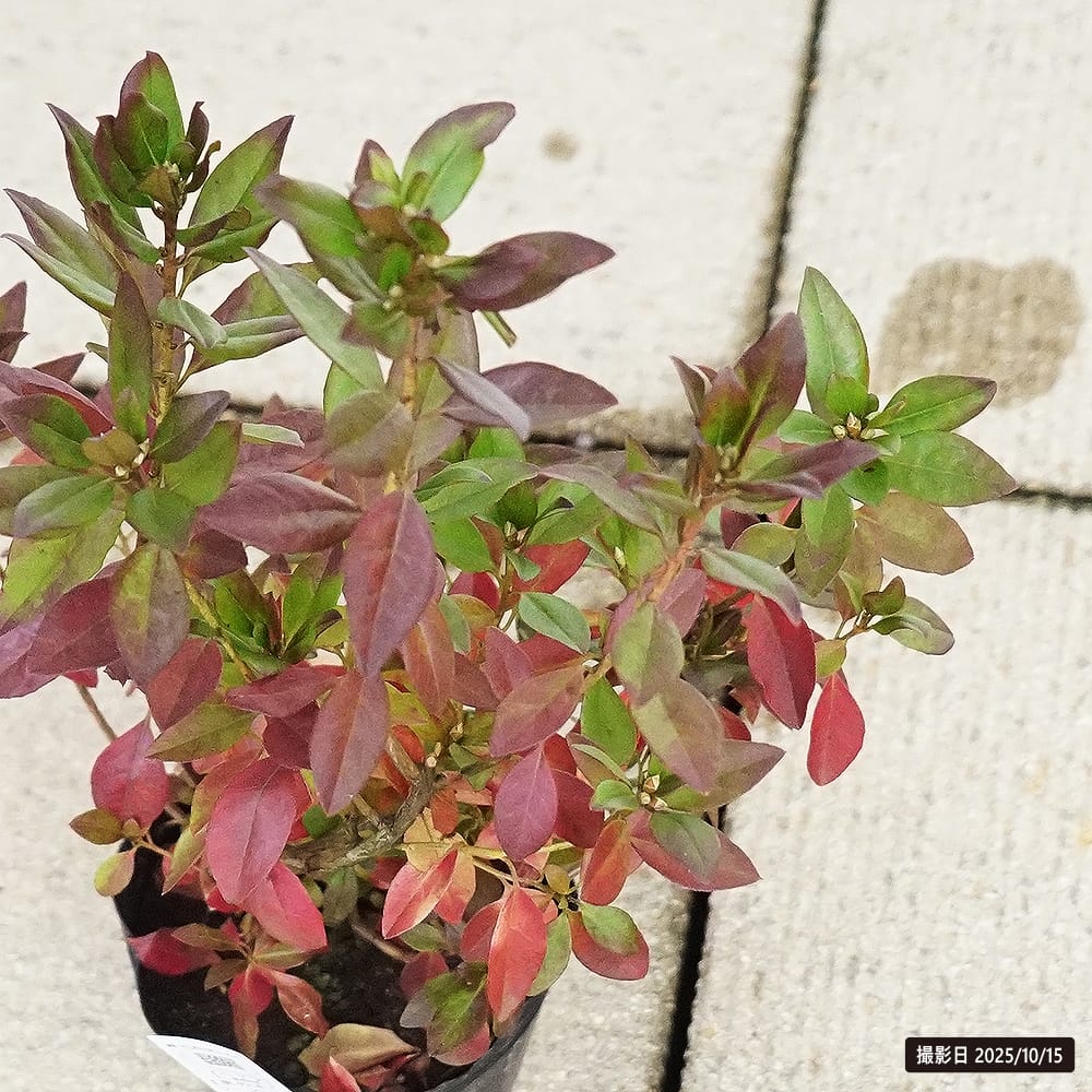 ツツジ ヒカゲツツジ 2