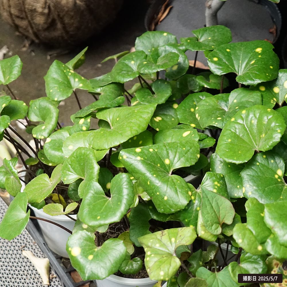 フキ ツワブキ 1