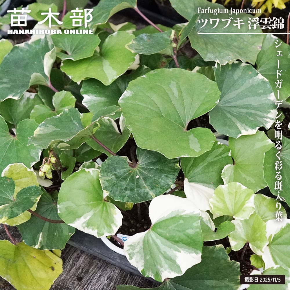 ツワブキ 浮雲錦 