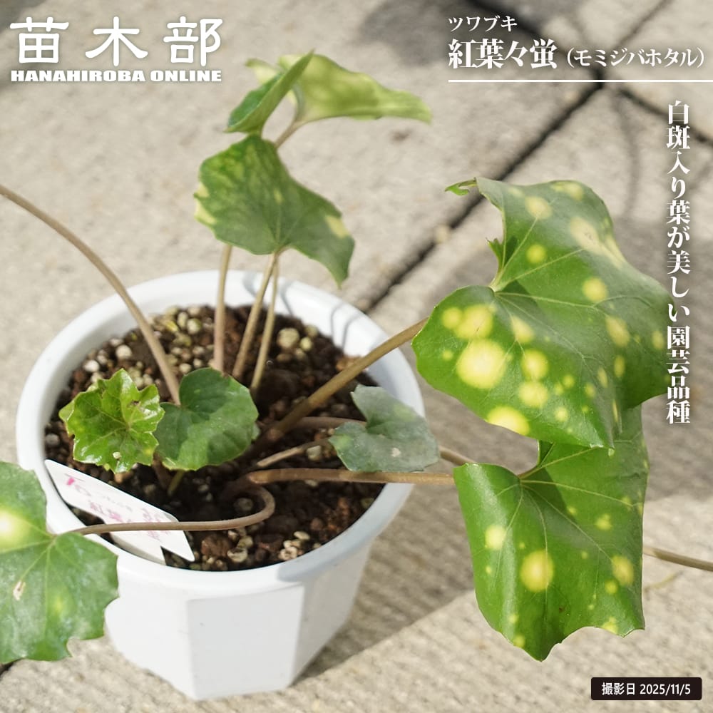 ツワブキ 紅葉々蛍 