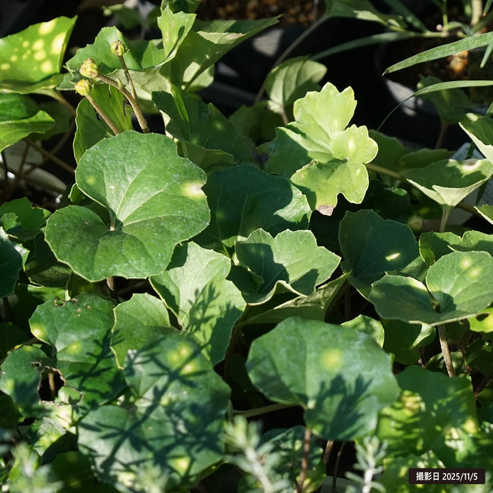 ツワブキ 紅葉々蛍 1