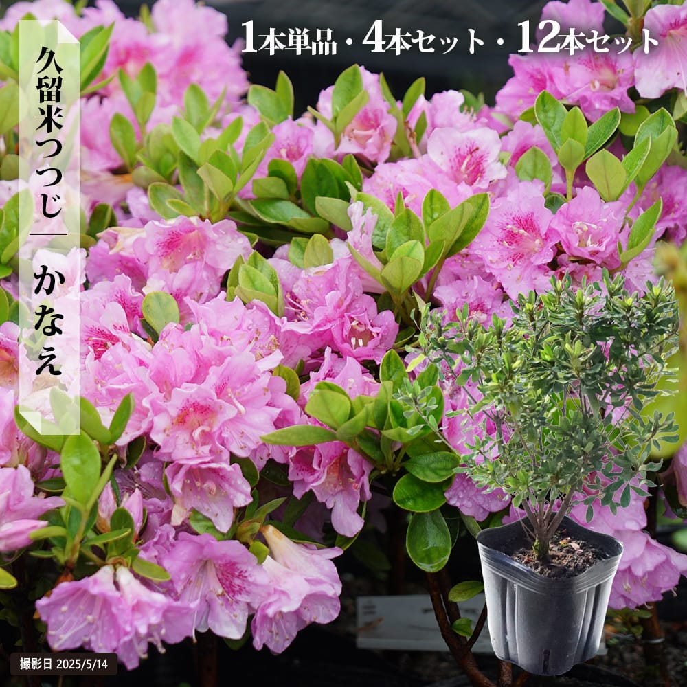 ツツジ 耐暑性 1