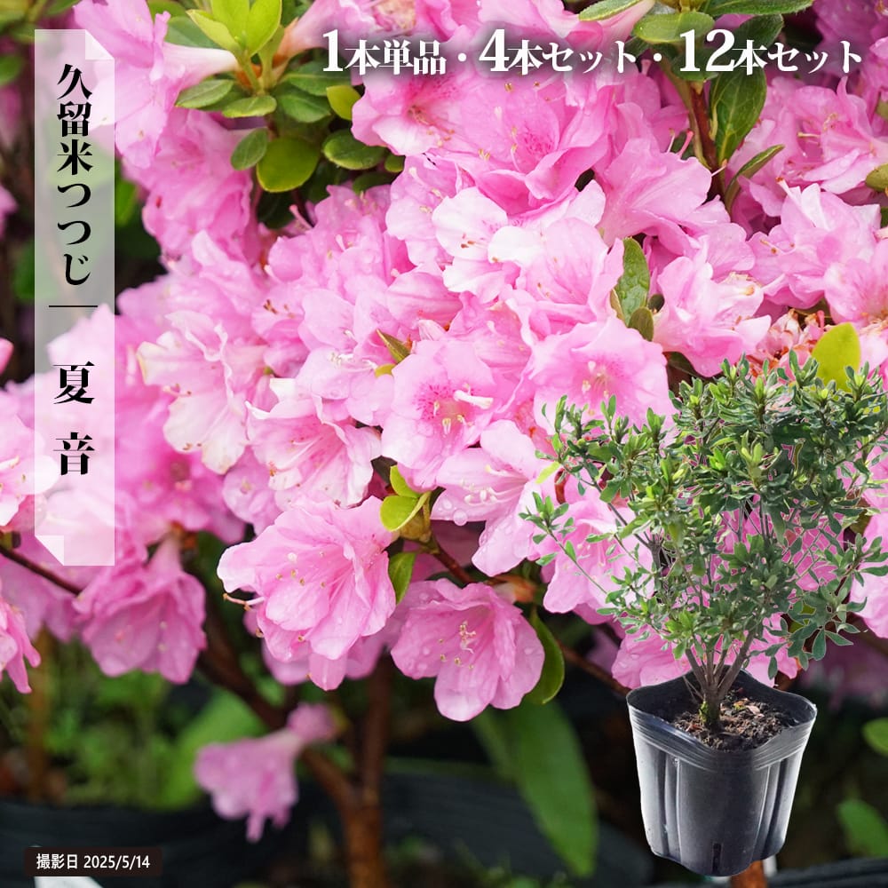 ツツジ 耐暑性 2