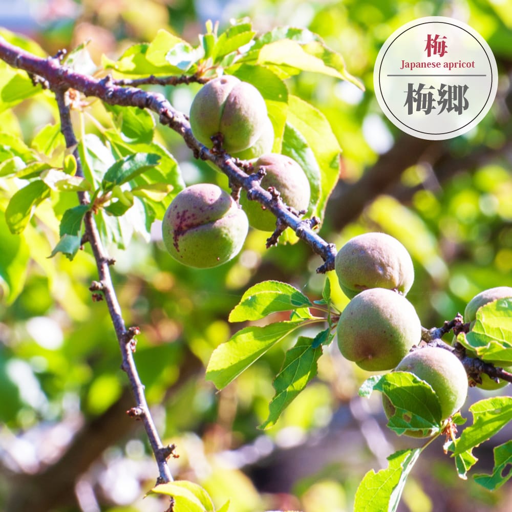 ウメ 梅郷（バイゴウ）