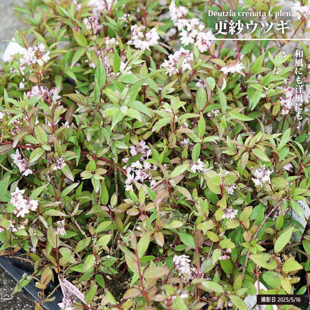 ウツギ 更紗ウツギ 
