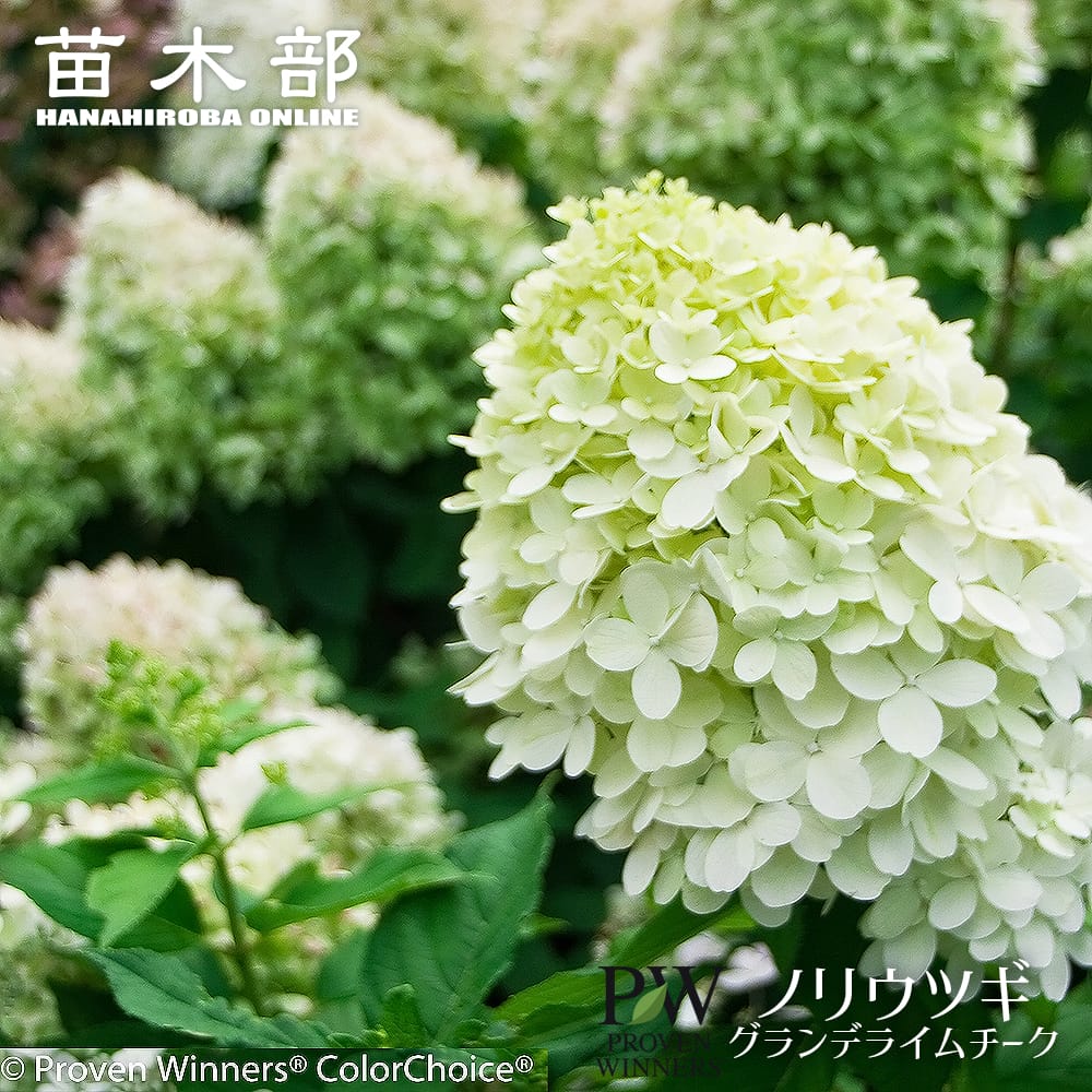 ノリウツギ グランデライムチーク 