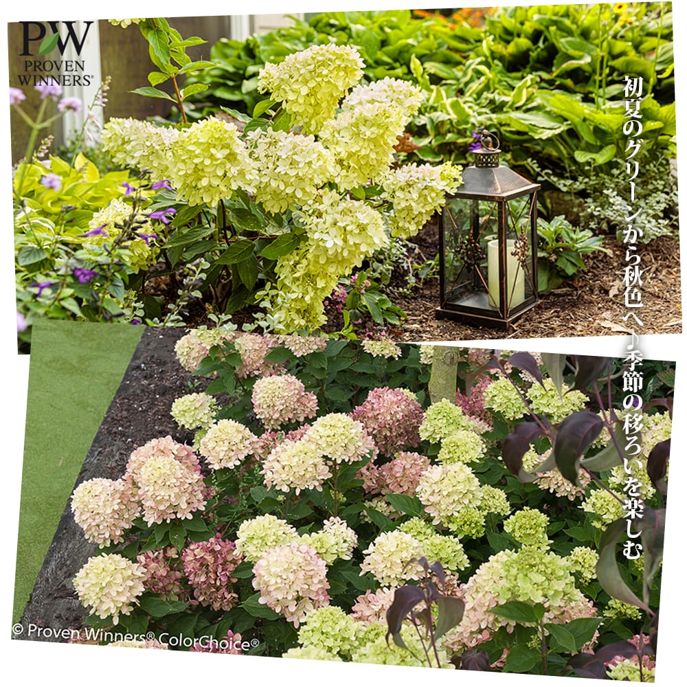 ノリウツギ グランデライムチーク 1