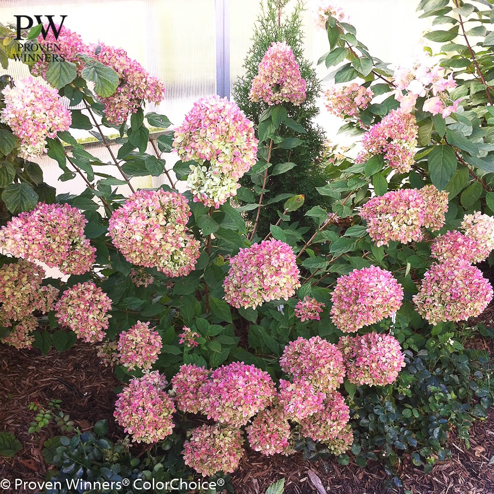 ノリウツギ グランデライムチーク 3