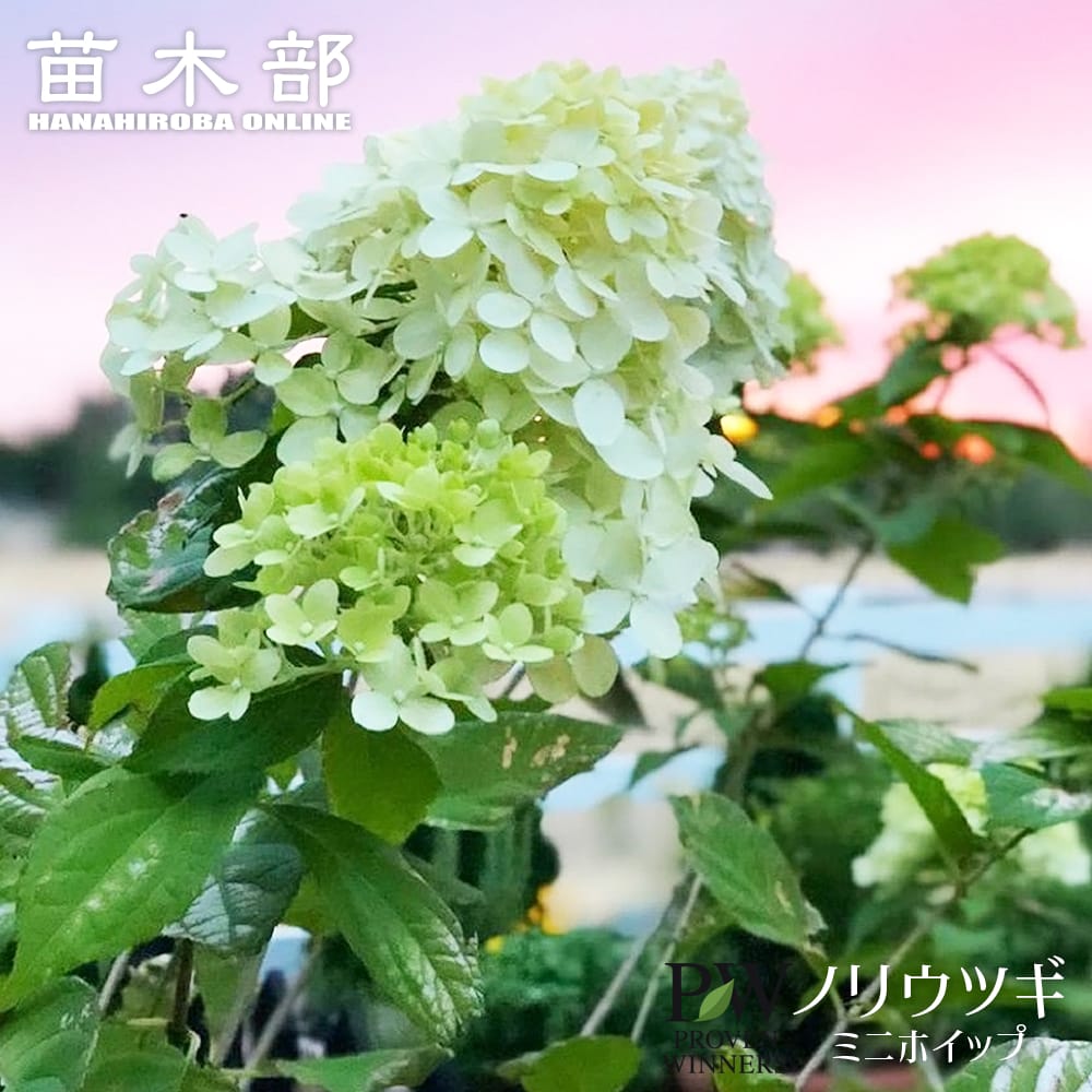 ノリウツギ ミニホイップ 