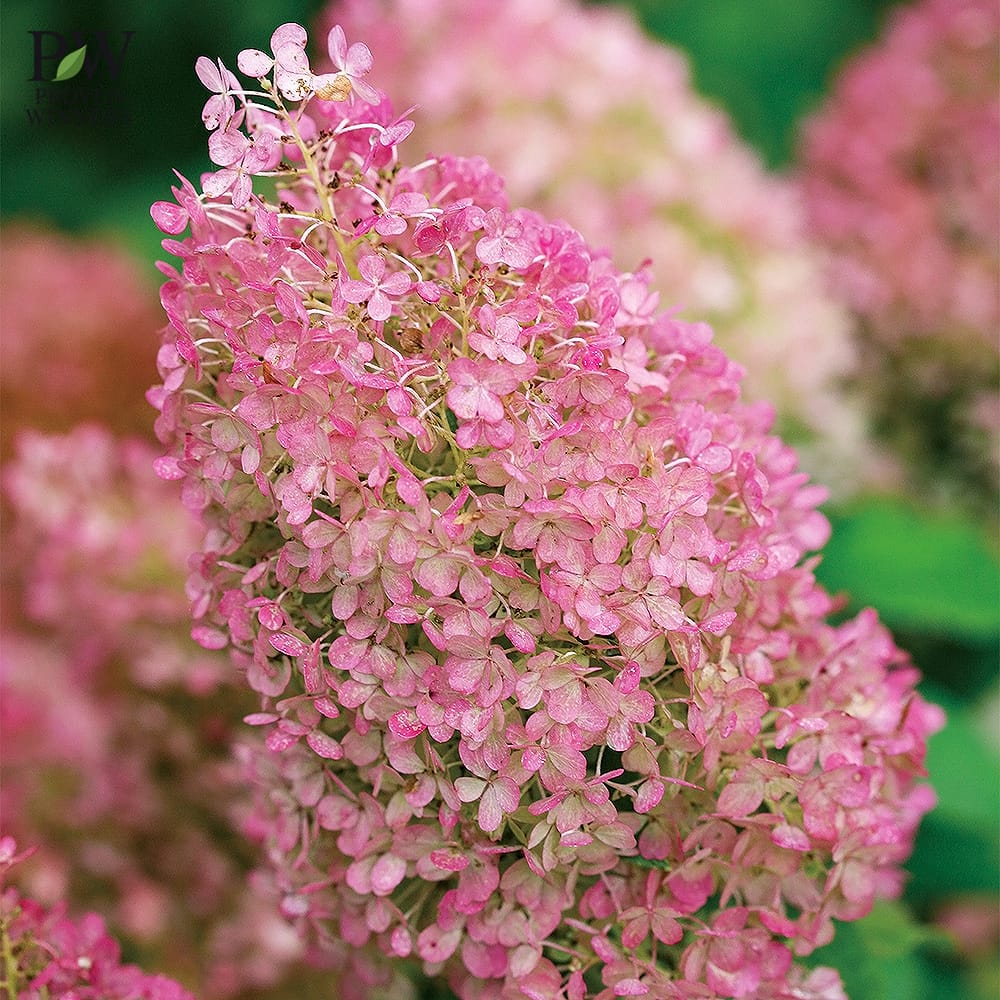 ノリウツギ ミニホイップ 2