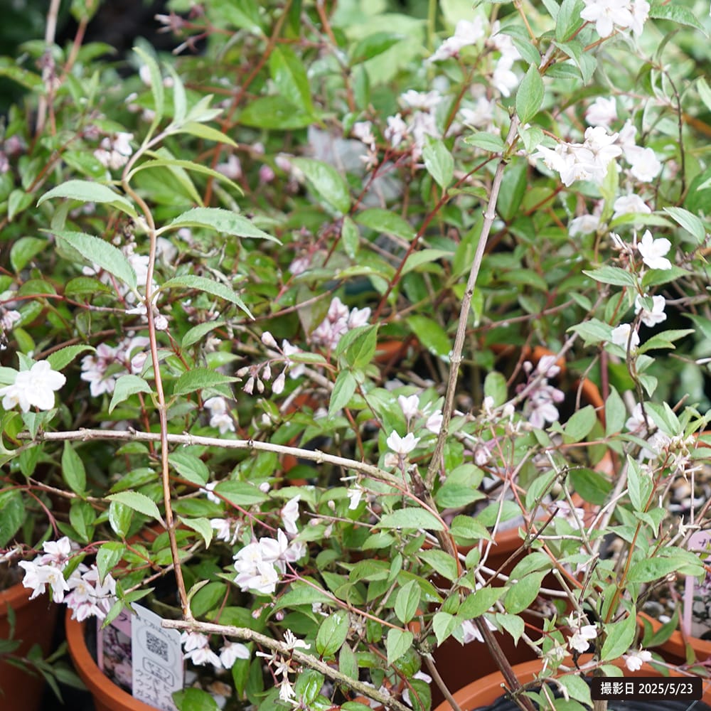 ヒメウツギ ベニガスミ 1