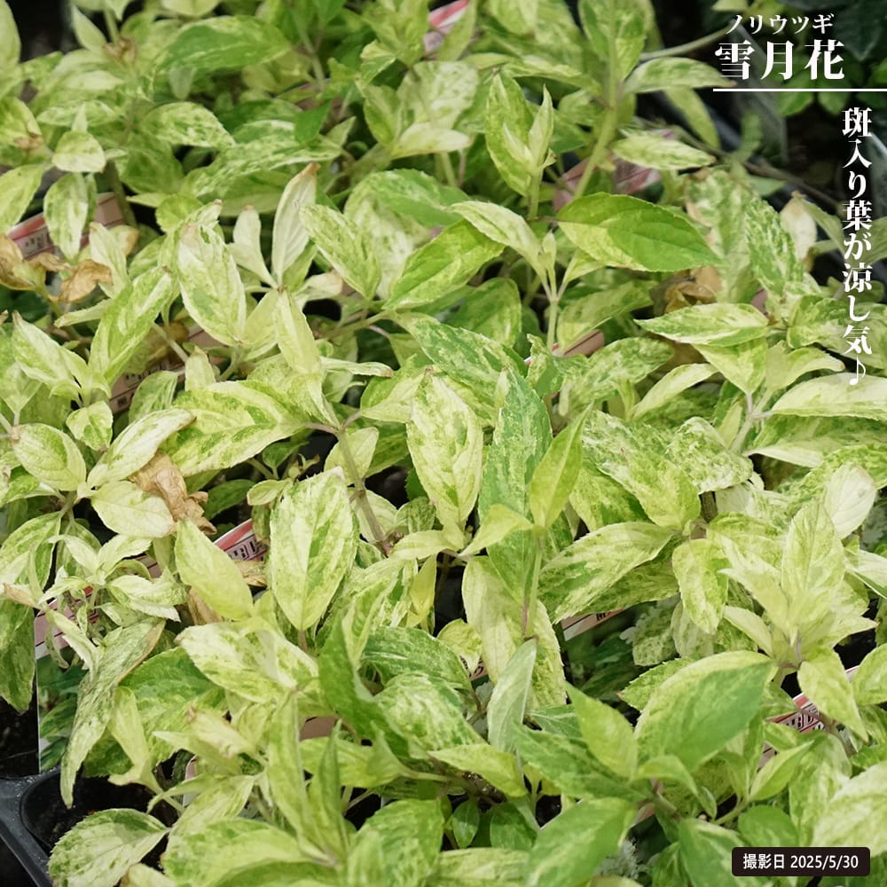 ノリウツギ 雪月花 