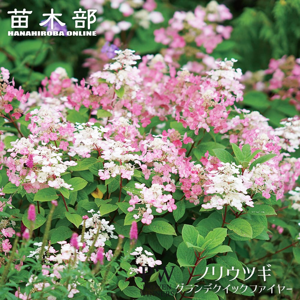 ノリウツギ グランデクイックファイヤー 苗 販売 苗木部 By 花ひろば