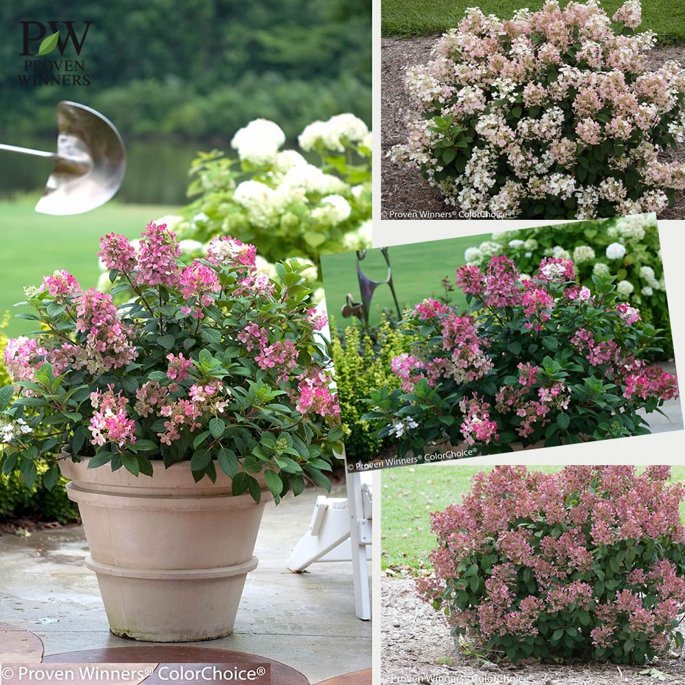 ノリウツギ グランデクイックファイヤー 1