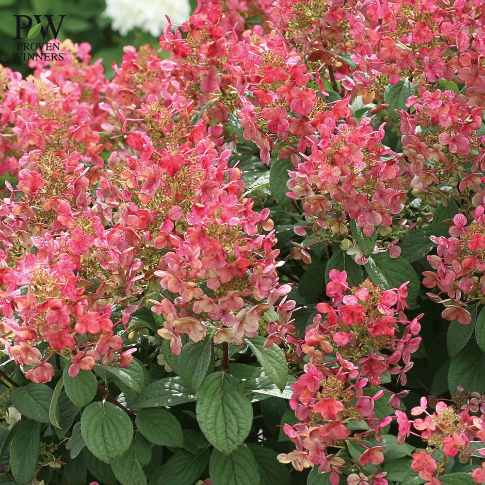 ノリウツギ グランデクイックファイヤー 苗 販売 苗木部 By 花ひろば