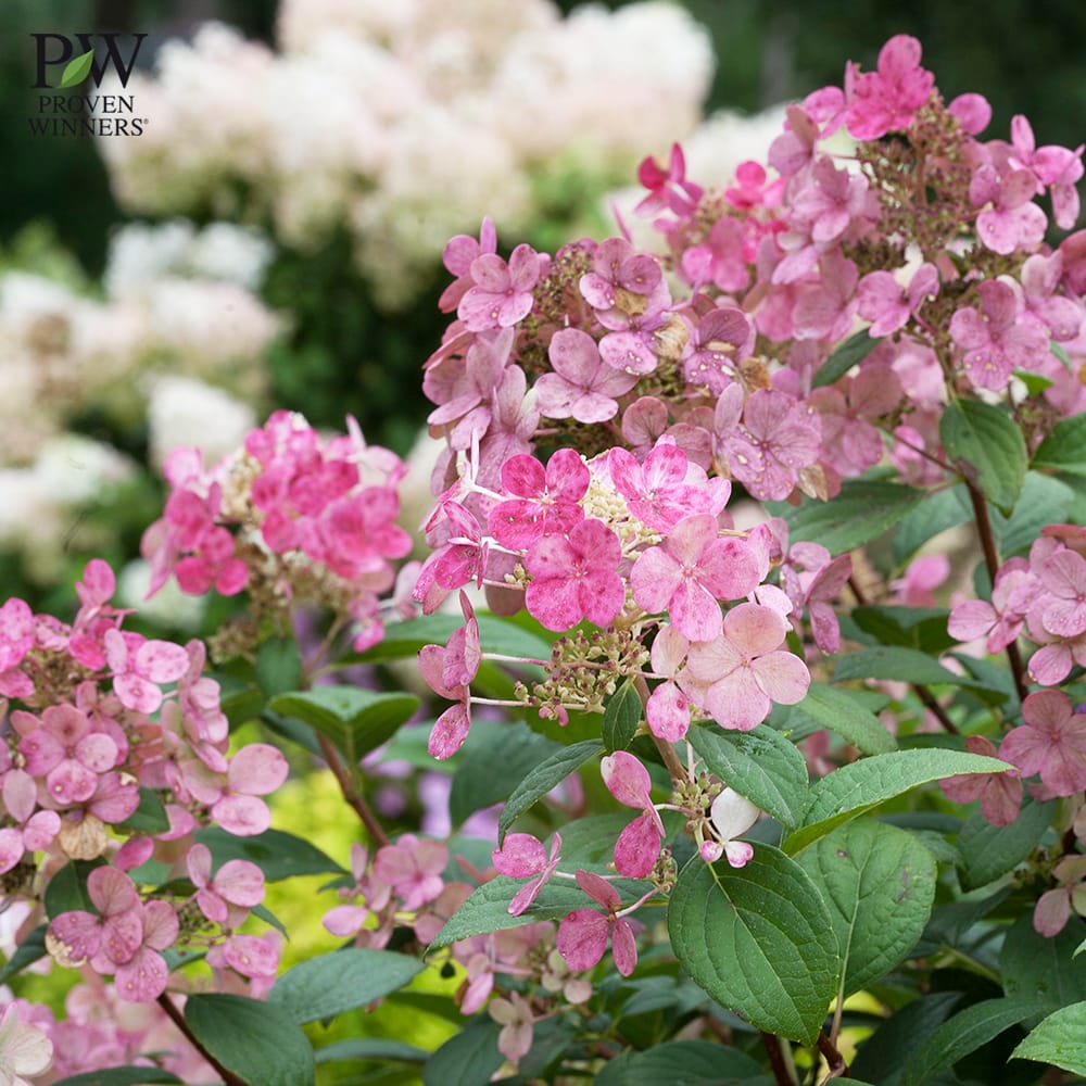 ノリウツギ グランデクイックファイヤー 2