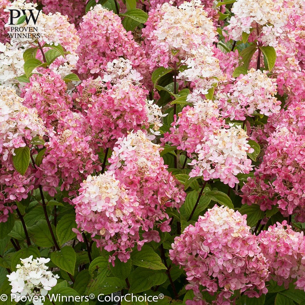 ノリウツギ マキシファイヤーライト 2