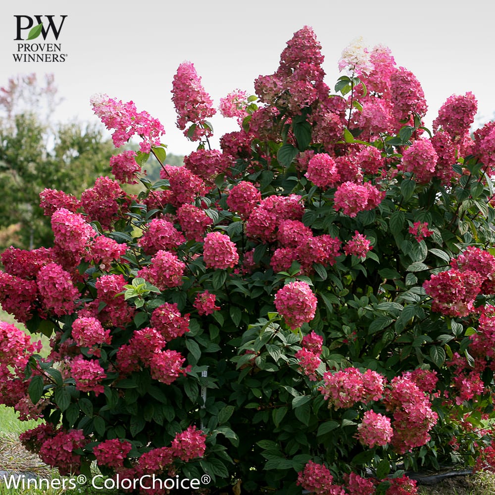 ノリウツギ マキシファイヤーライト 3