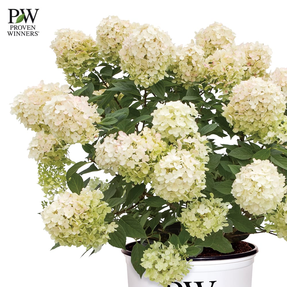 ノリウツギ ミニファーヤーライト 1