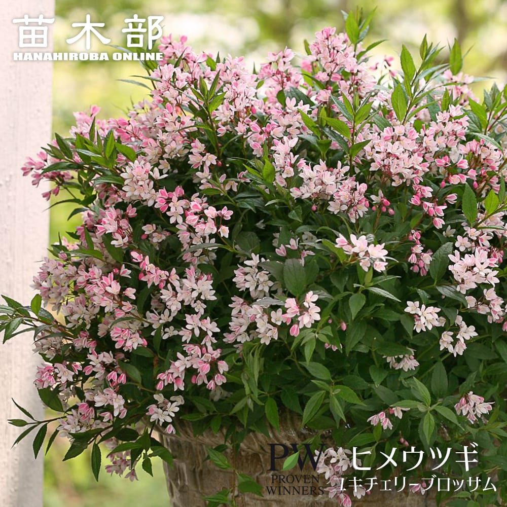 ノリウツギ ミニファーヤーライト 