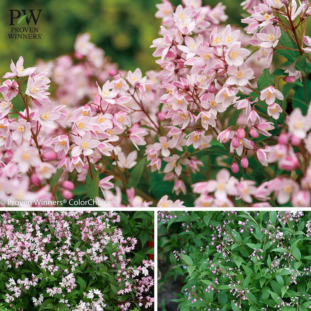 ヒメウツギ ユキチェリーブロッサム 1