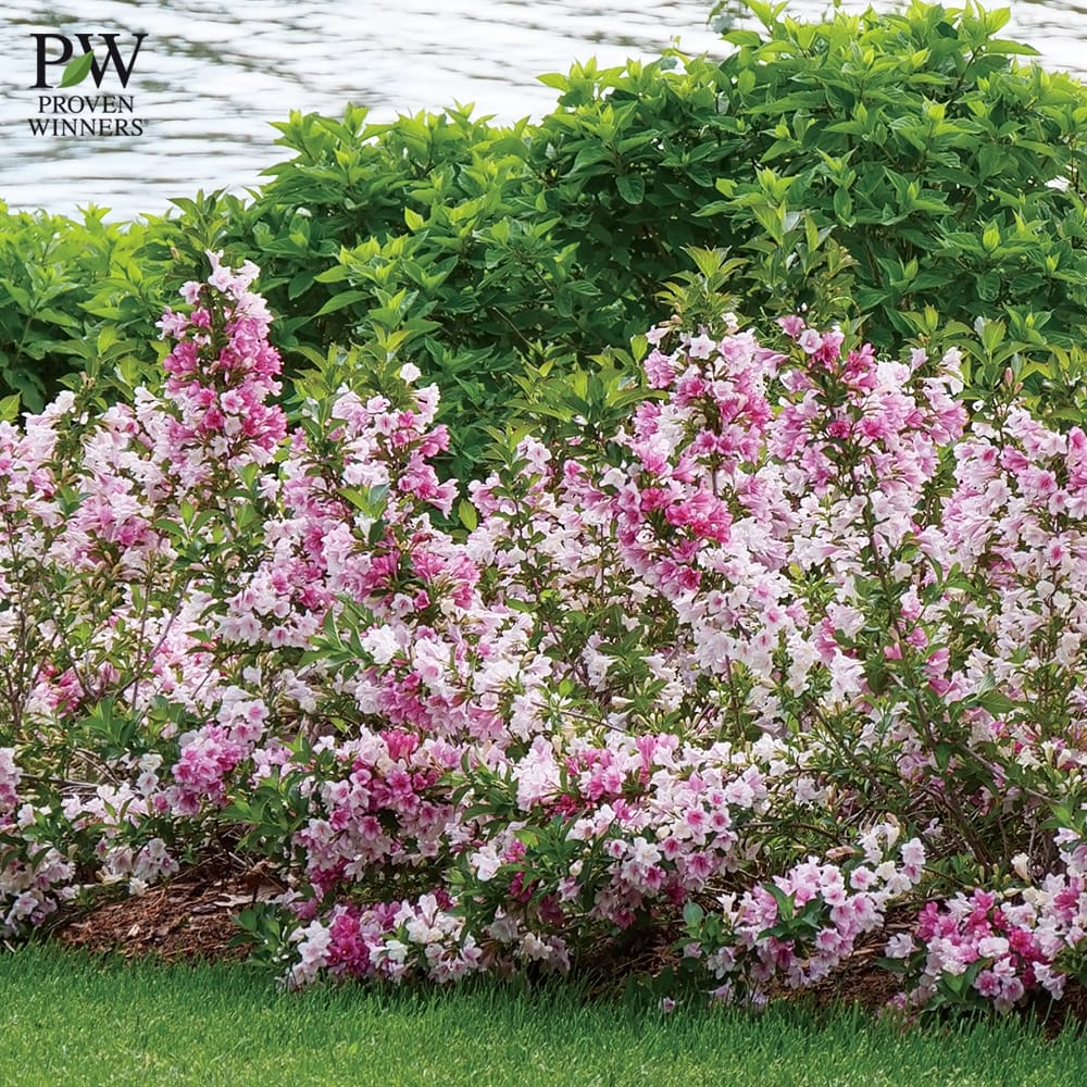 タニウツギ トリロジー 2