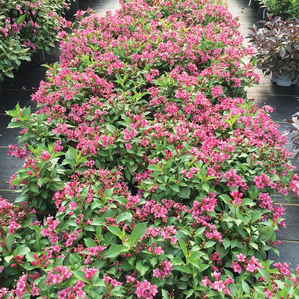 タニウツギ ダークピンク 2