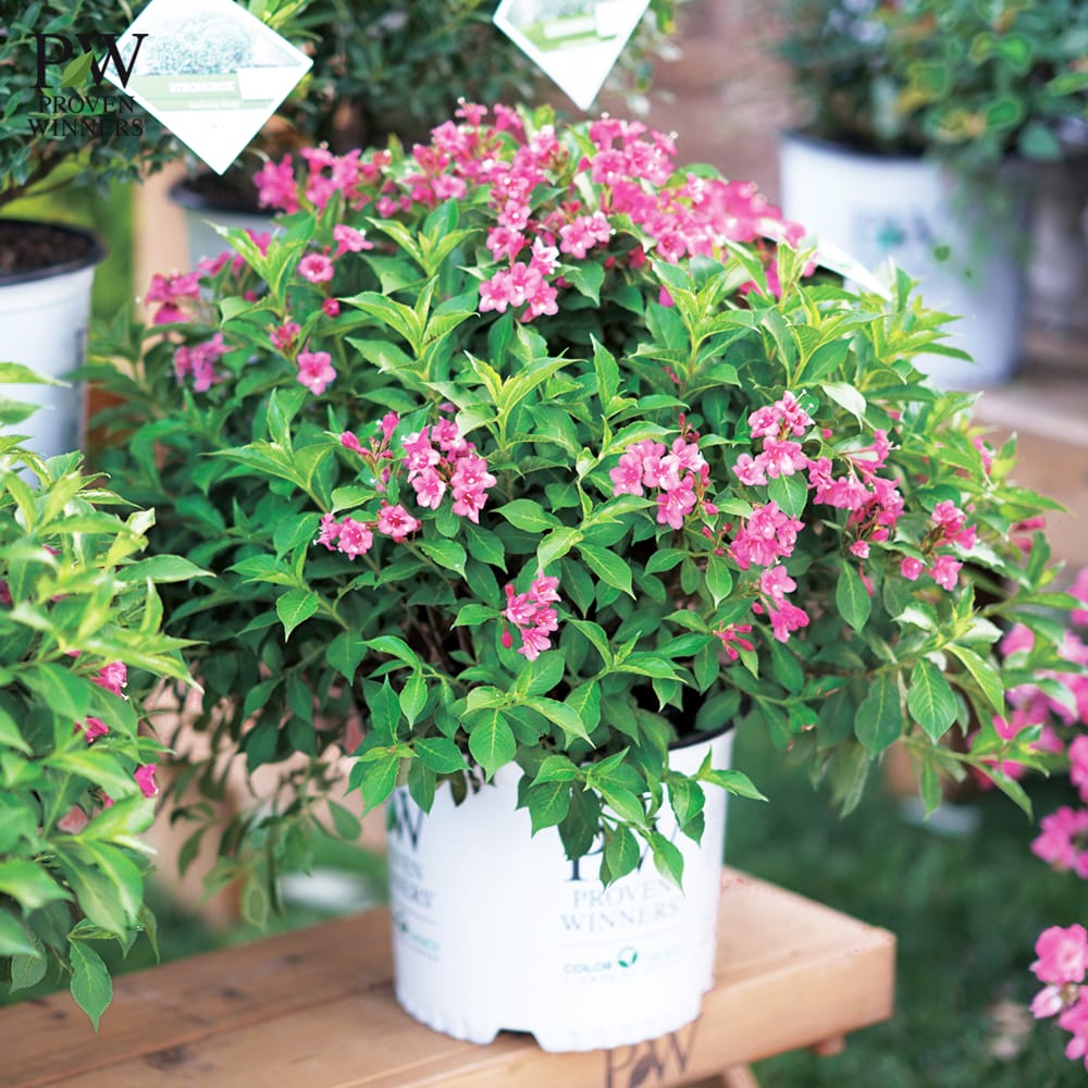 タニウツギ ダークピンク 4