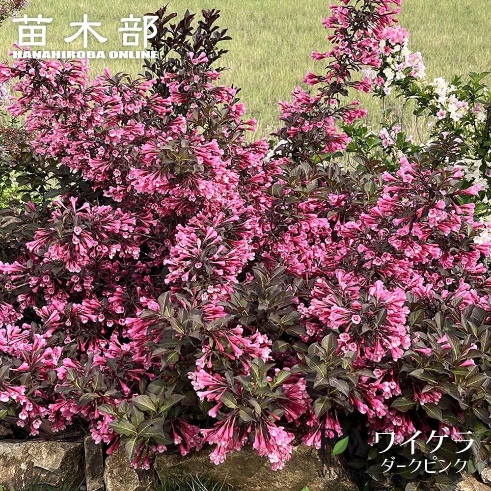 タニウツギ ベリーファインワイン 