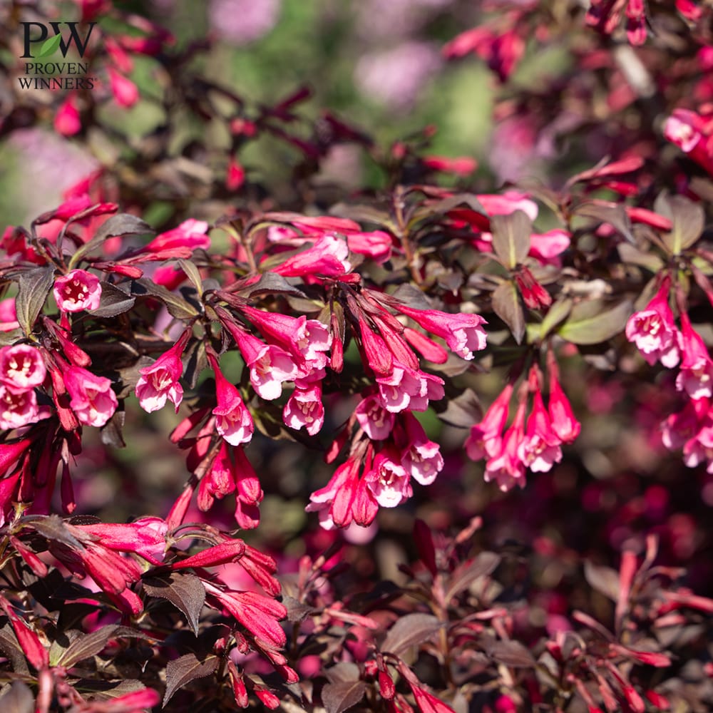 タニウツギ ベリーファインワイン 2