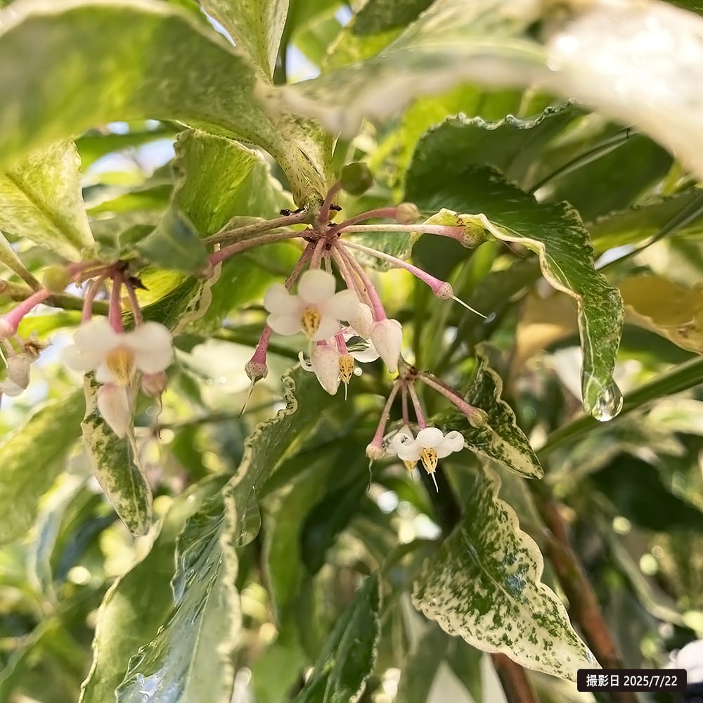 マンリョウ 斑入り 1