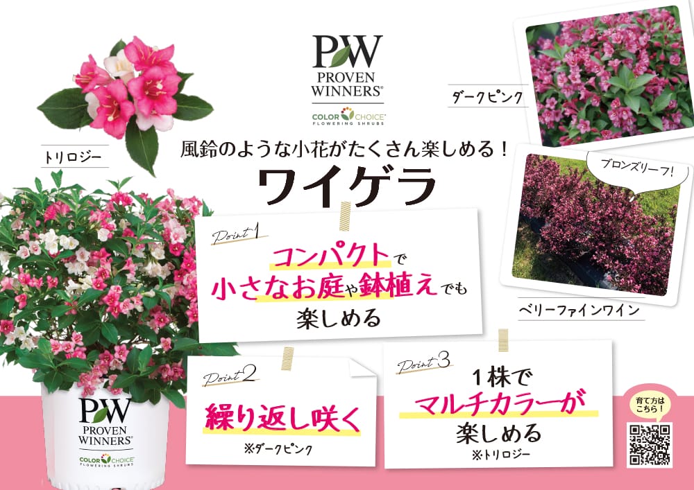 タニウツギ トリロジー 3