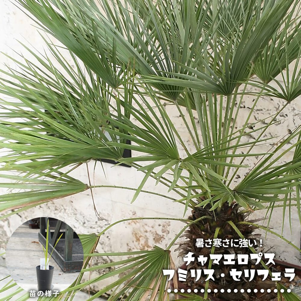 ヤシ チャメロプス フミリス セリフェラ 苗 販売 苗木部 By 花ひろば
