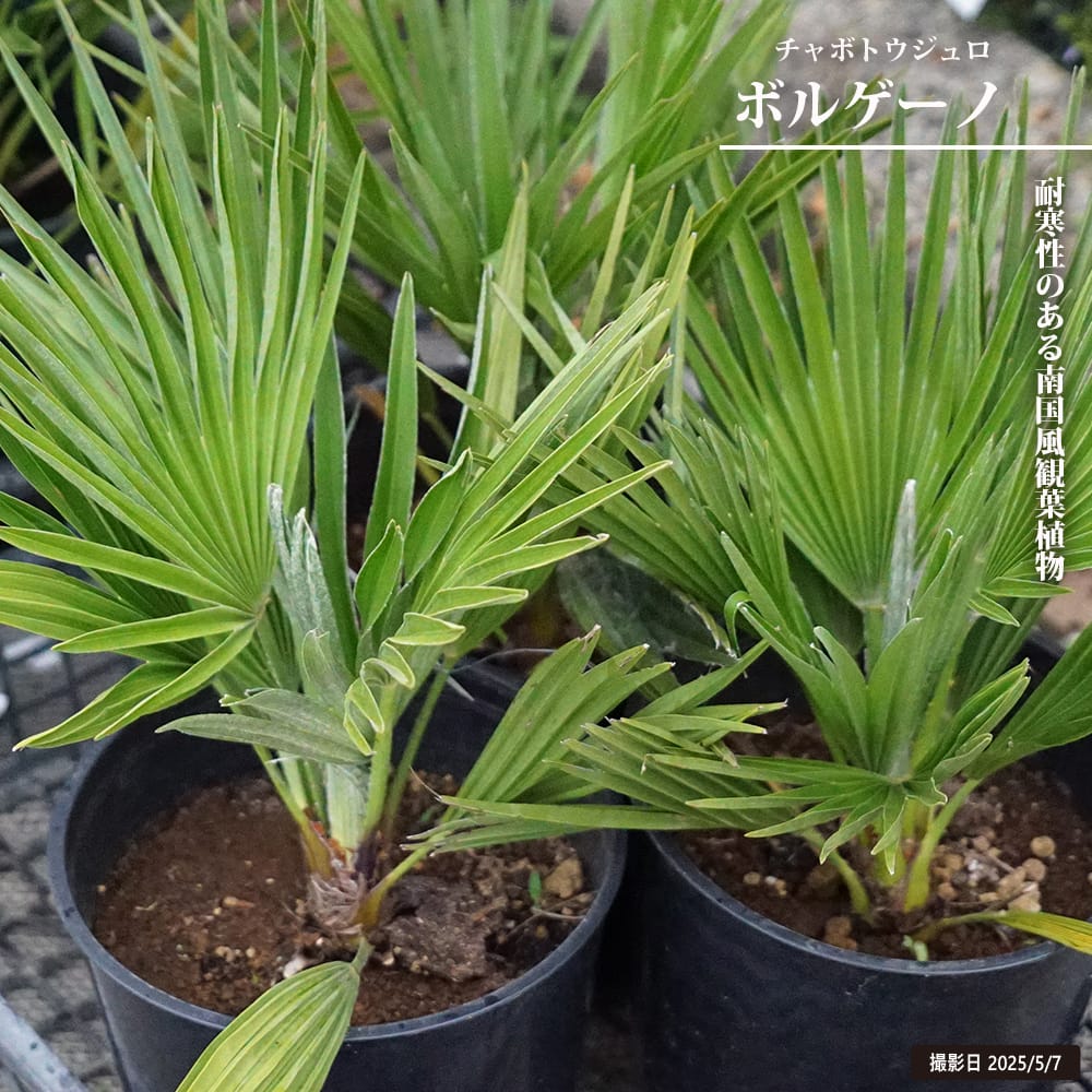 チャメロプス ボルゲーノ 