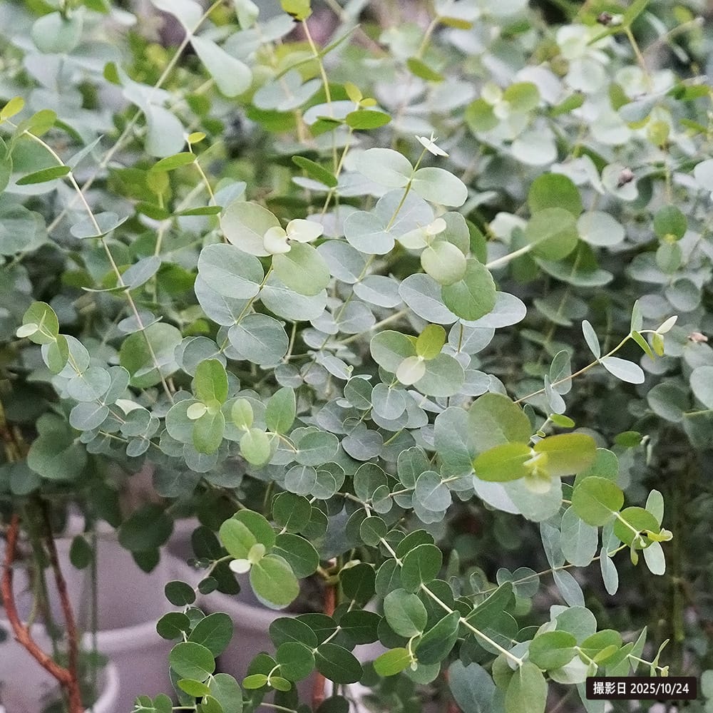 ユーカリ アップルボックス 1