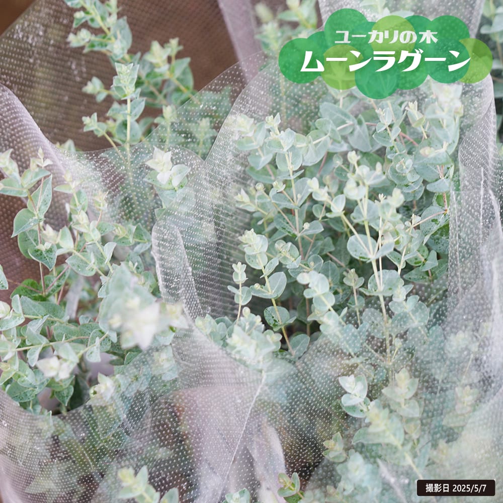 ユーカリ ムーンラグーン 