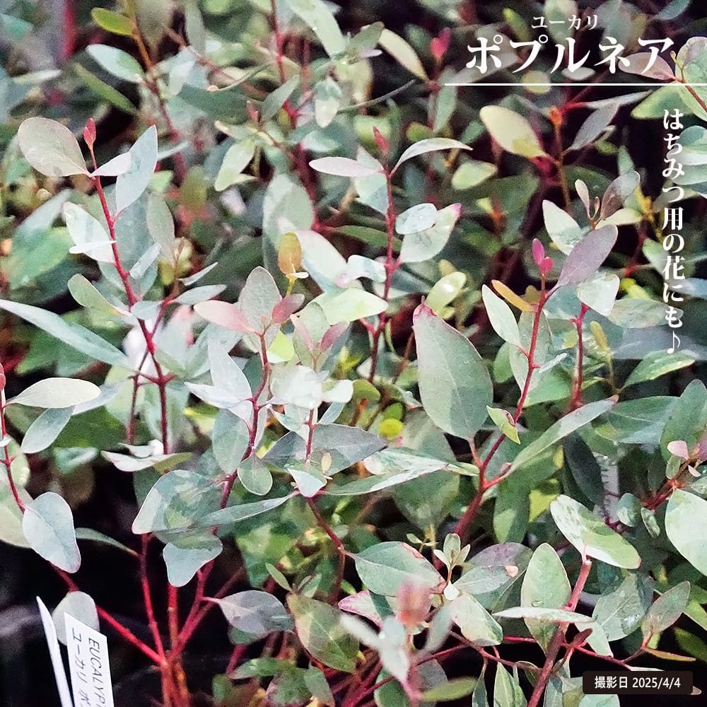ユーカリ ポプルネア 