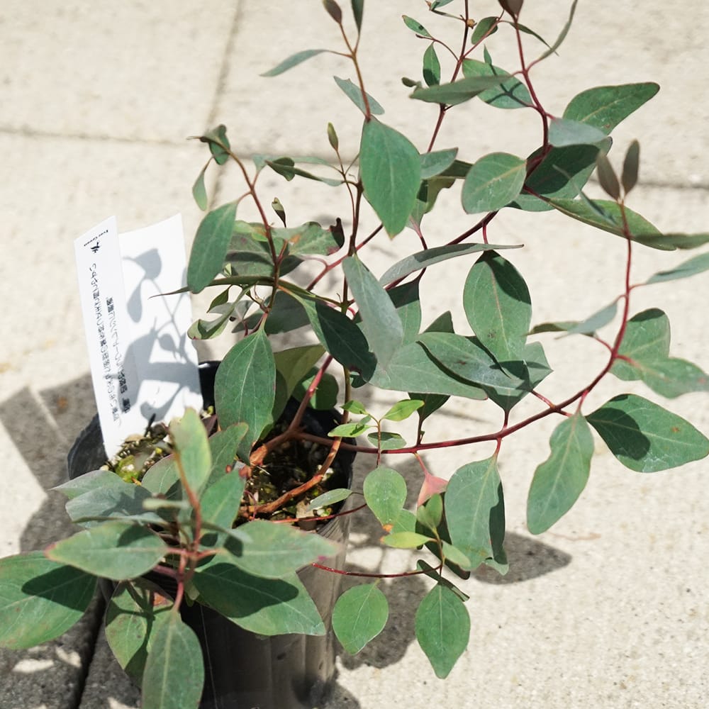 ユーカリ ポプルネア 1