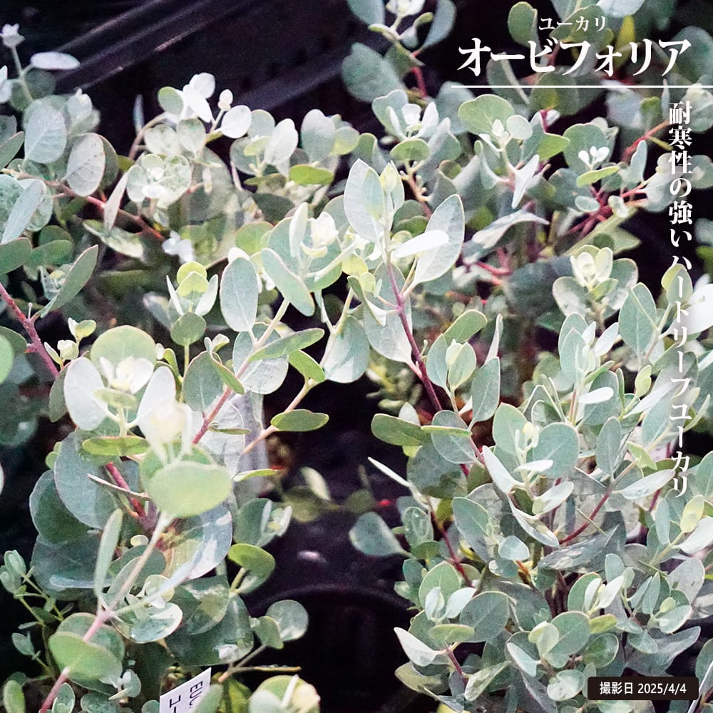 ユーカリ オービフォリア 