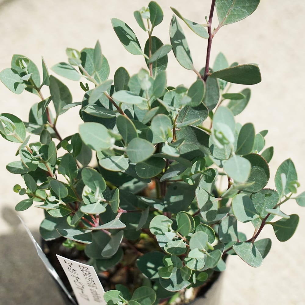 ユーカリ オービフォリア 1