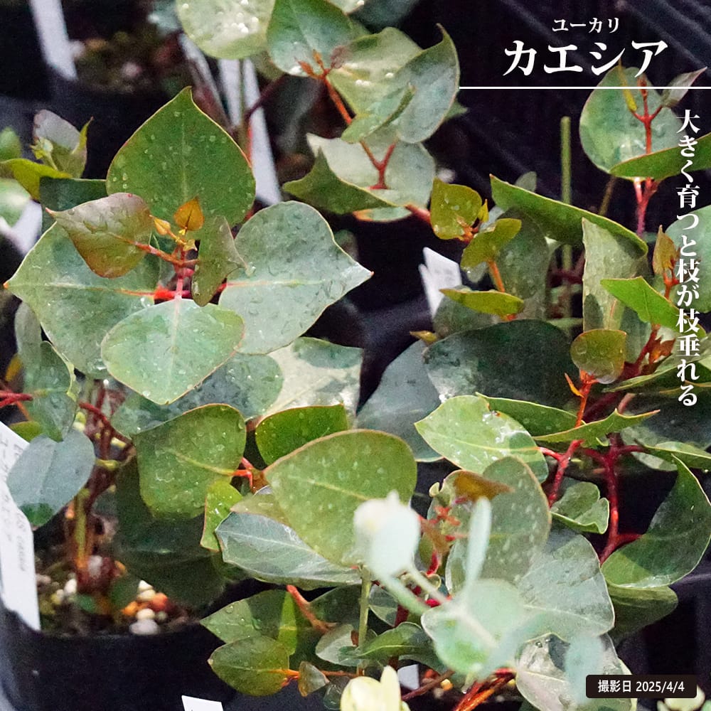 ユーカリ カエシア 
