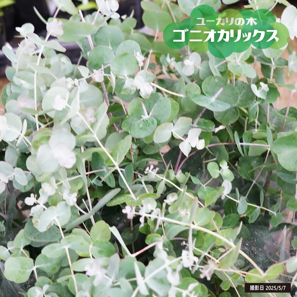 ユーカリ ゴニオカリックス 