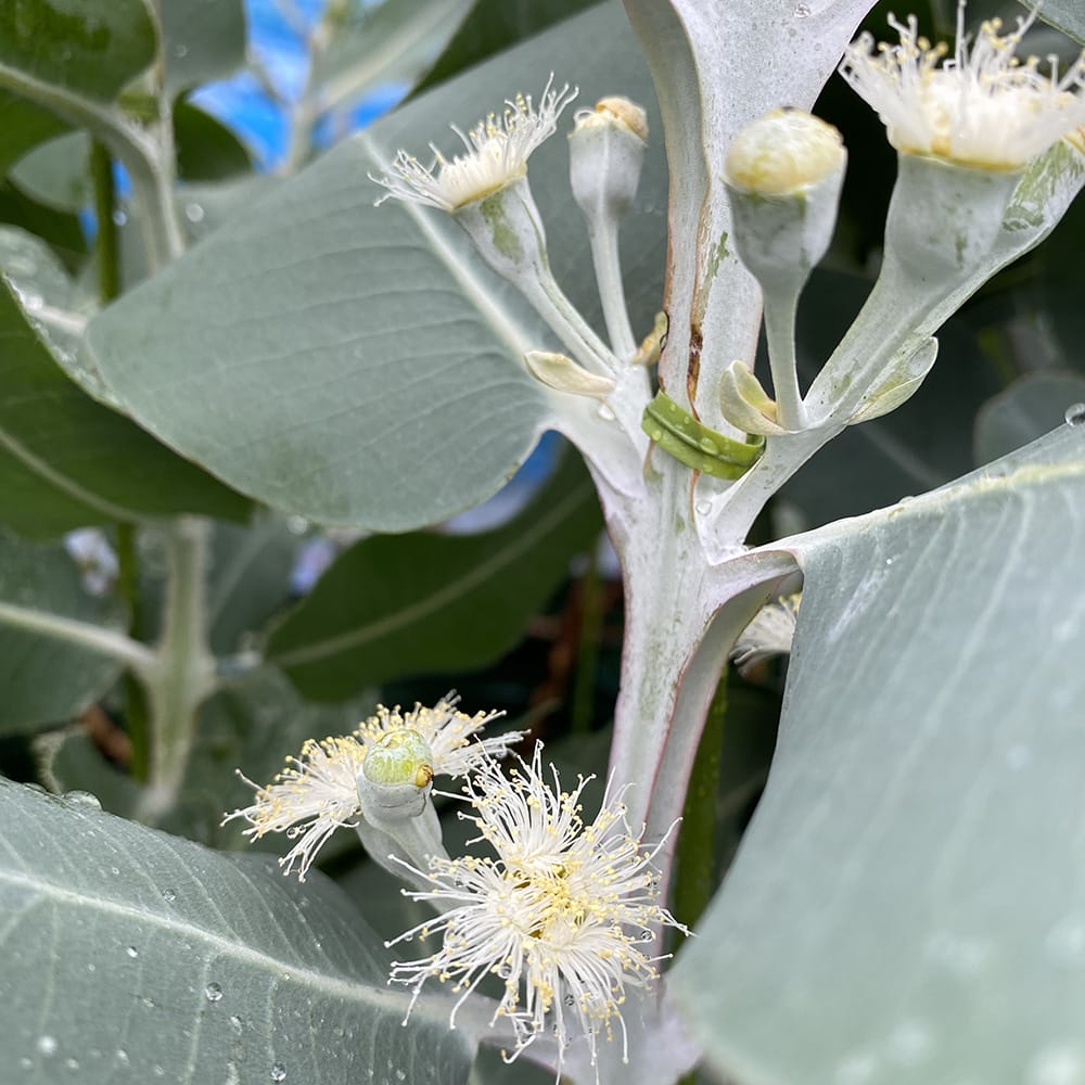 ユーカリ プレウロカルパ 2